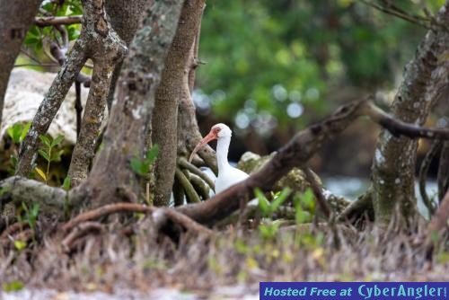 Click to Enlarge Photo