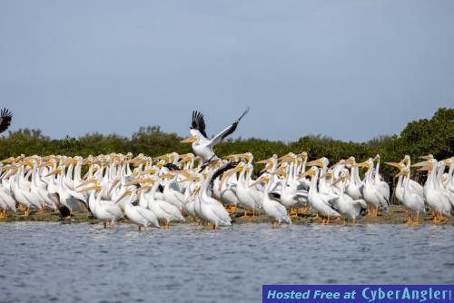 Click to Enlarge Photo