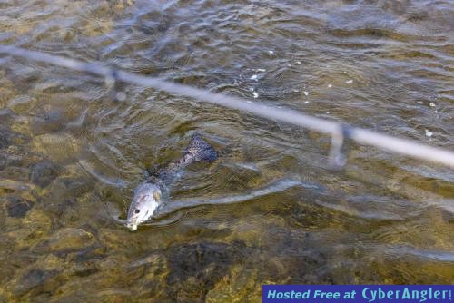 Click to Enlarge Photo