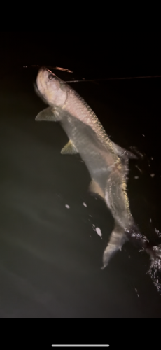 Click to Enlarge Photo