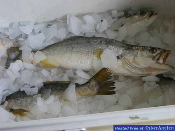 Cooler of YellowMouth