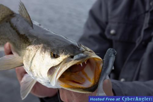 Click to Enlarge Photo