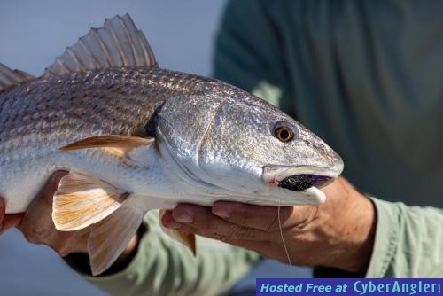 Click to Enlarge Photo