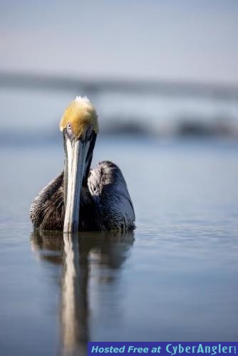 Click to Enlarge Photo