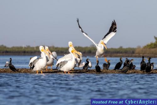 Click to Enlarge Photo