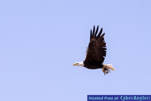 Click to Enlarge Photo