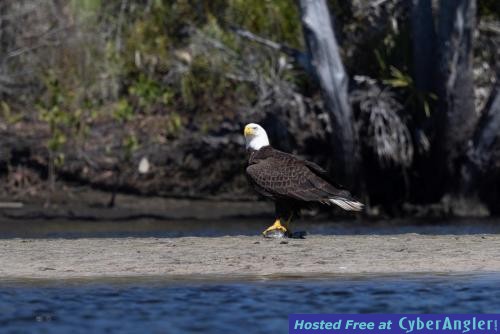 Click to Enlarge Photo