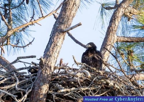 Click to Enlarge Photo