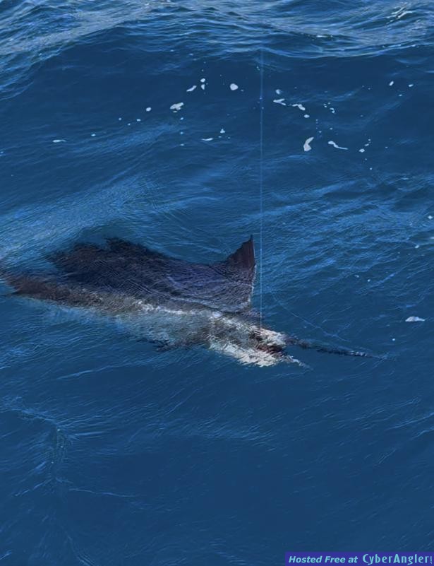 April_2025_Sailfish