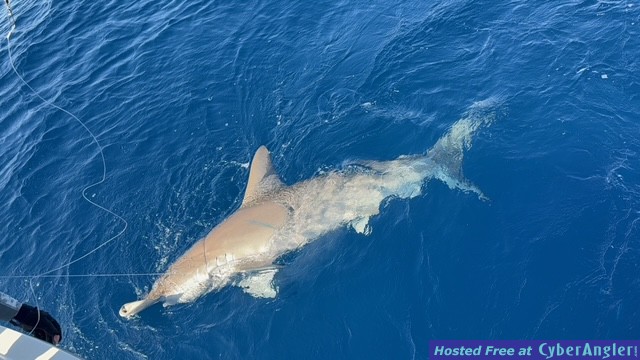 April_2025_Hammerhead