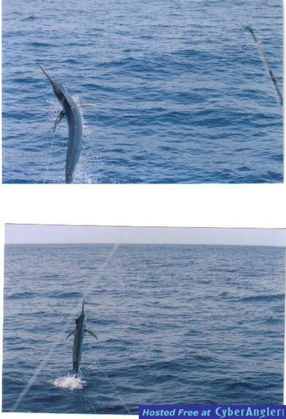 Balck Marlin Pics