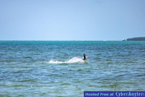 Click to Enlarge Photo