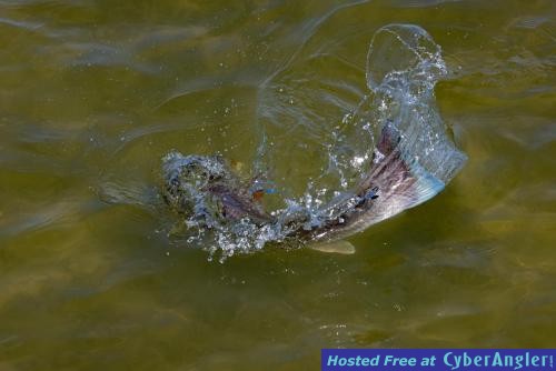 Click to Enlarge Photo