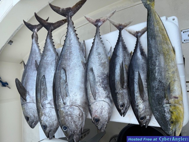 May_Madness_Tuna_Mahi