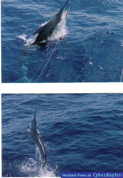 Black Marlin 2