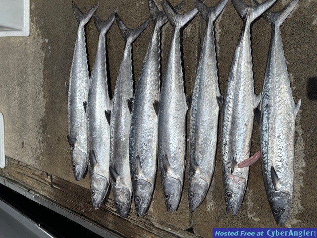 June_2025_Kingfish