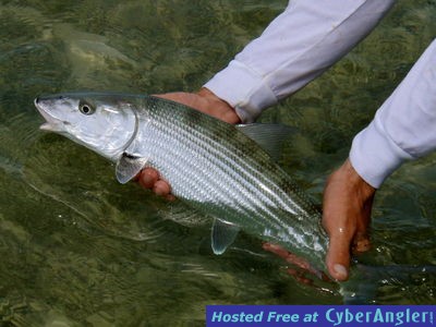 Key Flat Charters-Capt Luke Kelly