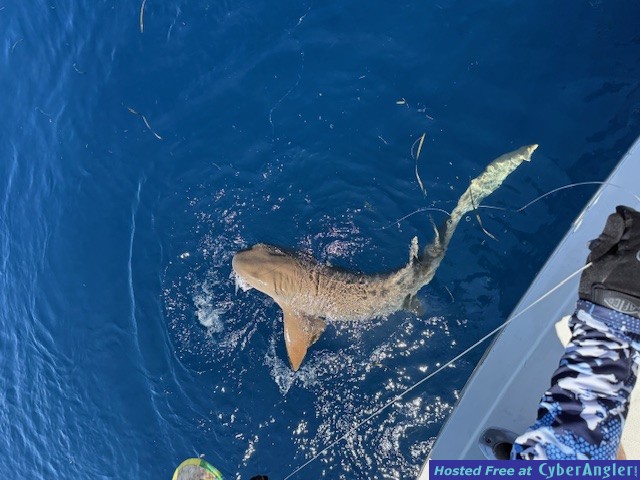 September_2025_Shark