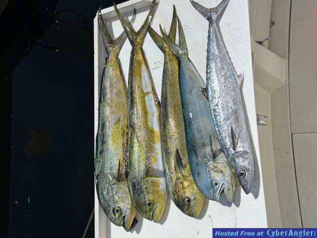 October_2025_Mahi