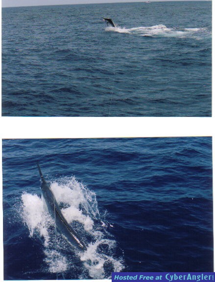 MORE Black Marlin