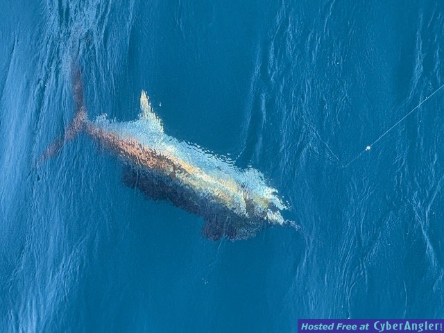 January_2026_Sailfish3