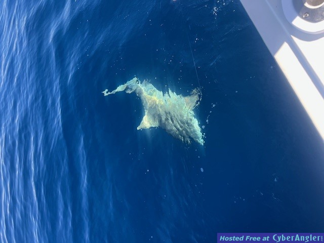February_2026_Shark