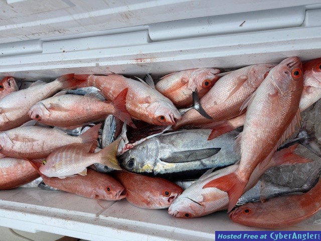 February_2026_Snapper