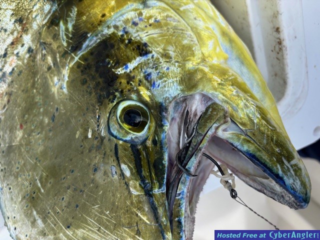 May_2026_Mahi2