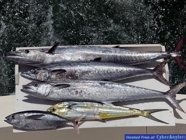 May_27_2026_Mackerel
