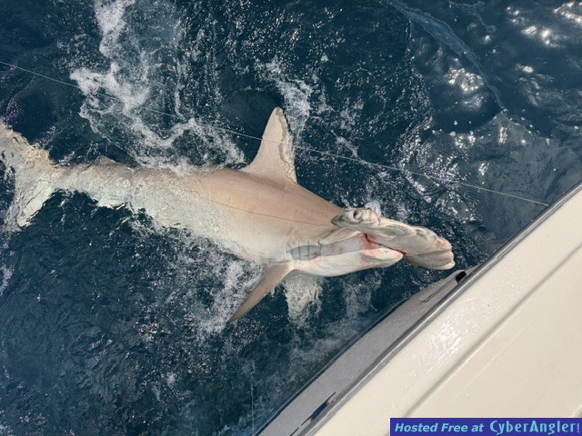 June_2026_Hammerhead_Shark