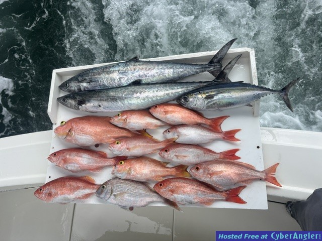 June_2026_Snapper