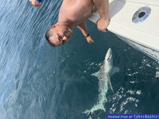 June_2026_Sandbar_Shark