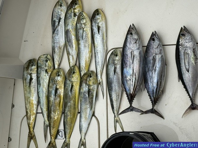 June_2026_Mahi