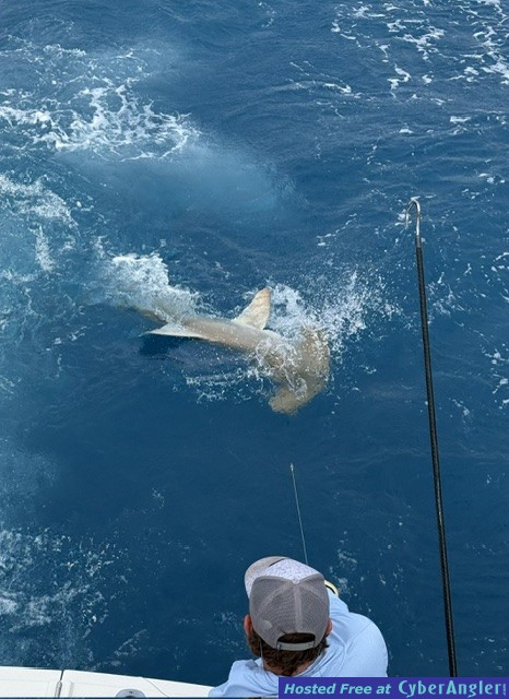July_2026_Shark_hammerhead