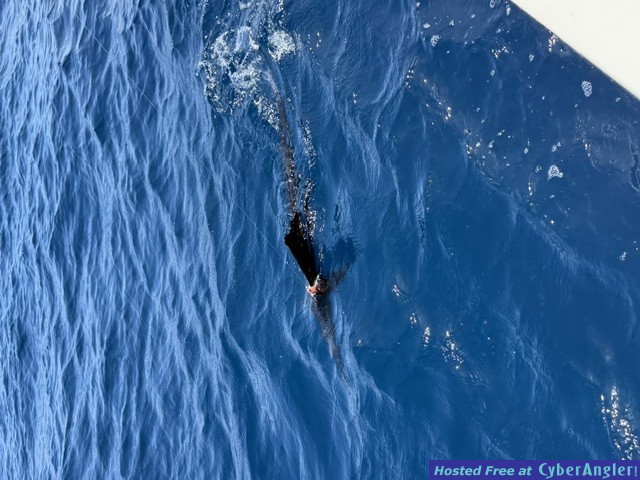 September_2026_Sailfish
