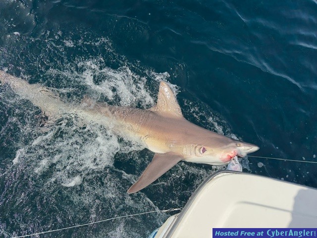 September_2026_Shark