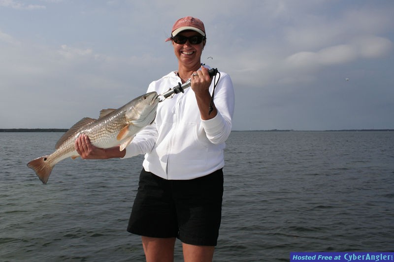 Redfish on Tampa Bay