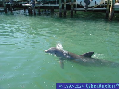 Dolphin Invader