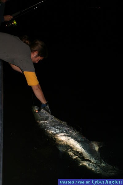 Haulover Tarpon - Jan. 2009