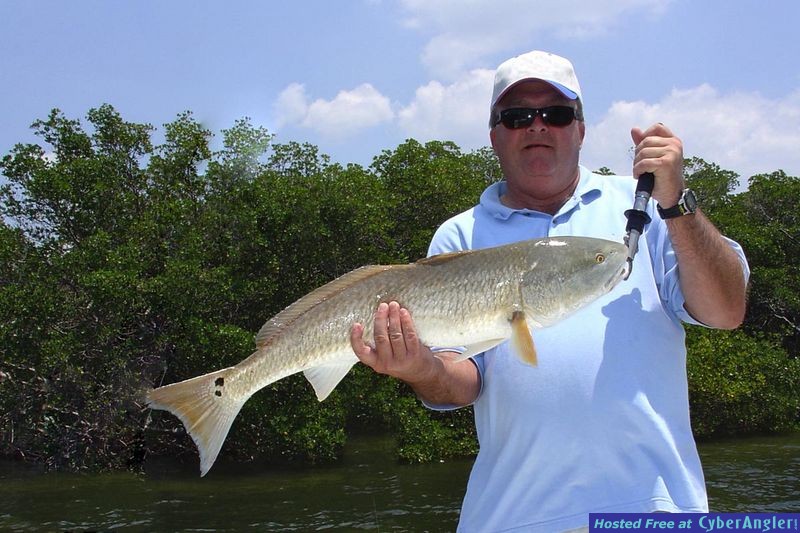 Shallow water Redfish