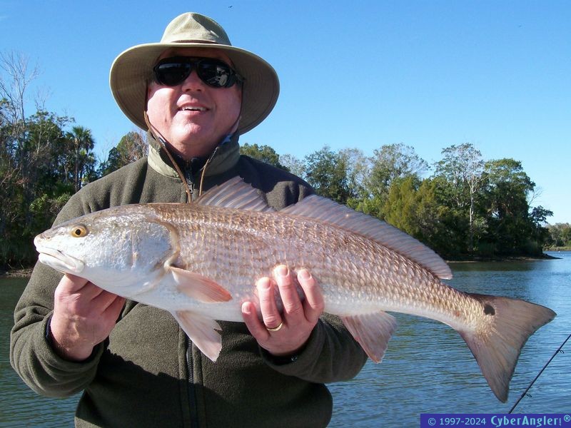 33&quot; Crystal River river Redfish