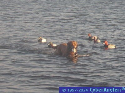 Click to Enlarge Photo