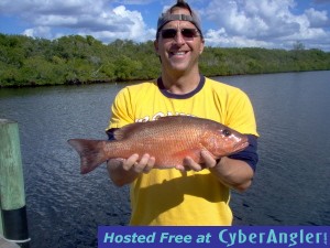 19 inch mangrove snapper