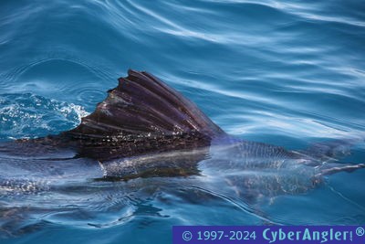 Click to Enlarge Photo