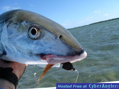 Click to Enlarge Photo