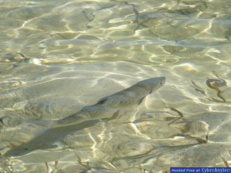 Abaco Bonefishing