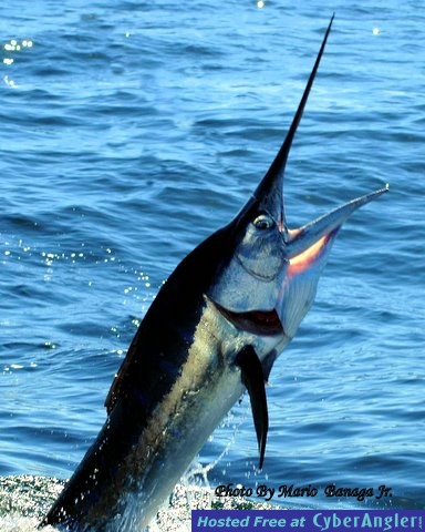 Marlin_11
