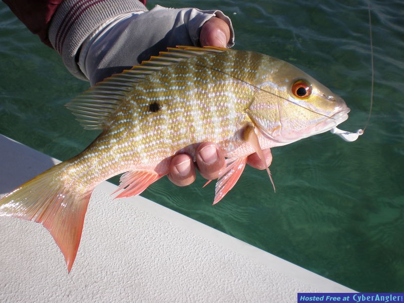 Wintertime Jigging - Biscayne Bay Channels