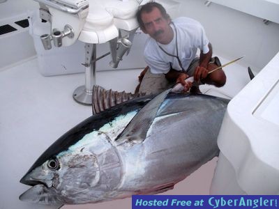 375 lb. Tuna