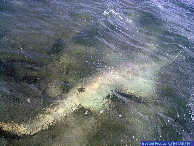 Sawfish